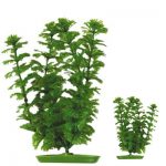 PLASTPLANTE: AMBULIA 13 cm.