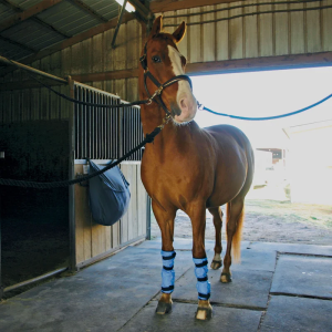 Wonder Cooling Leg Wrap - Image 3